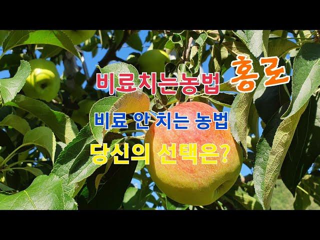 사과농사 비료치고하나요? 안치고 하나요?홍로 부사 청송사과