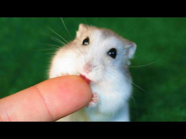 Funny Hamsters Videos | Funny and Cute Moment of the Animals #3