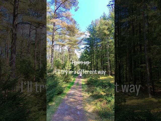 the beauty of running alone in the woods  #runner #sports #motivation
