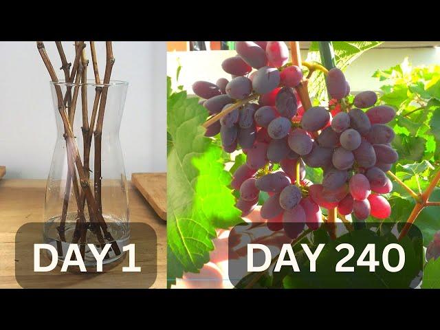 Growing grapes in pots from cutting until harvest in 240 days | Growing grapes in tropical country.