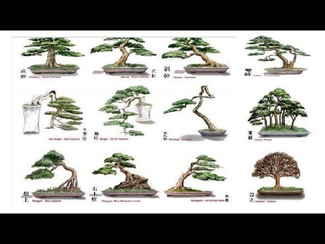 QH 01. The Basic bonsai tree styles that you must to know