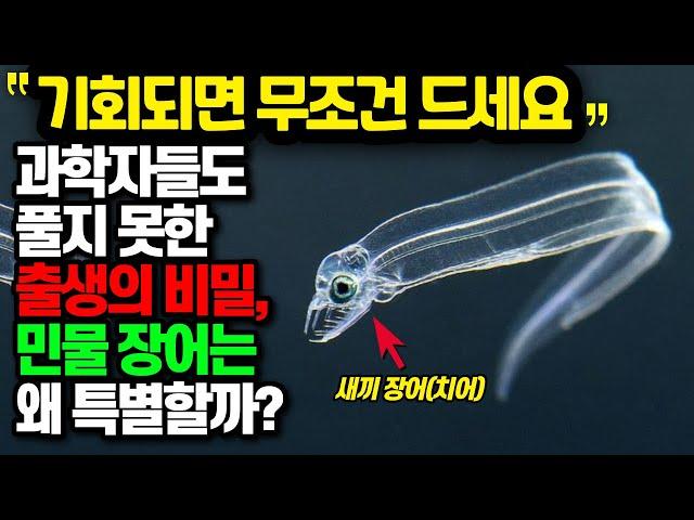 [디씨멘터리 공구: 아르기닌 5,000mg] 과학자들도 풀지 못한 출생의 비밀, 민물 장어는 왜 특별할까?