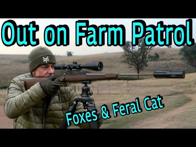 Out on farm patrol || Foxes and Feral Cats