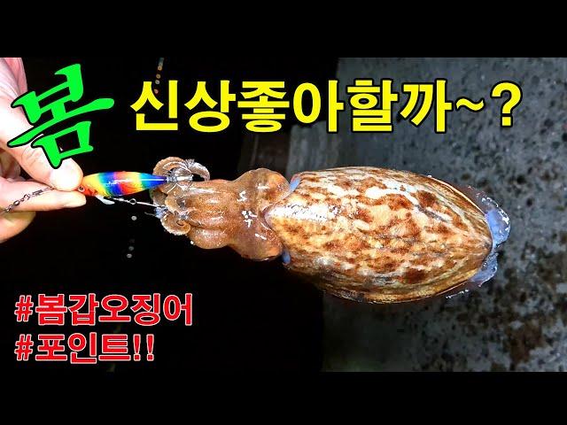 갑오징어 잡아보자!! 선상배도 매일오는곳!!