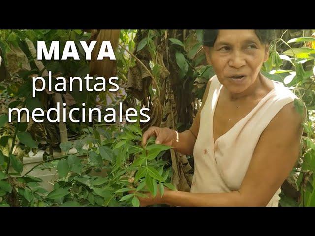 La Mujer de la Medicina Maya Muestra su Jardín de Plantas Medicinales