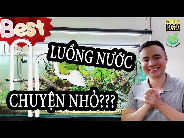 Dòng chảy tuần hoàn cho bể thủy sinh - Quan trọng hay không? #Greenhappiness