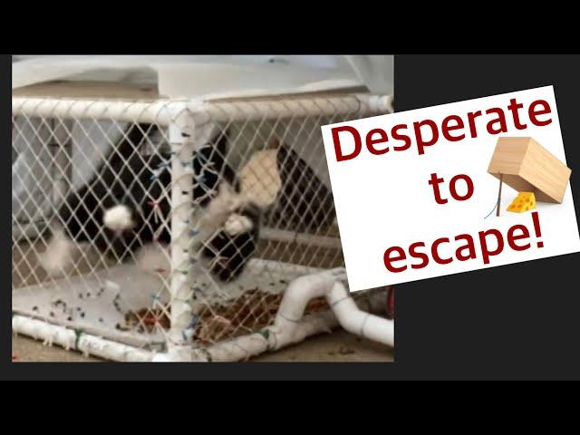 Trapping feral cats Trap neuter return  drop trap TNR feral cat trapping- cats trying to escape!