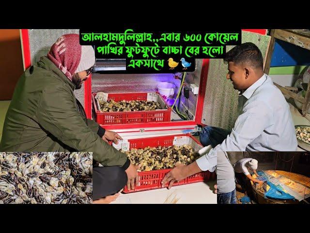 আলহামদুলিল্লাহ,,এবার ৬০০ কোয়েল পাখির ফুটফুটে বাচ্চা বের হলো একসাথে 