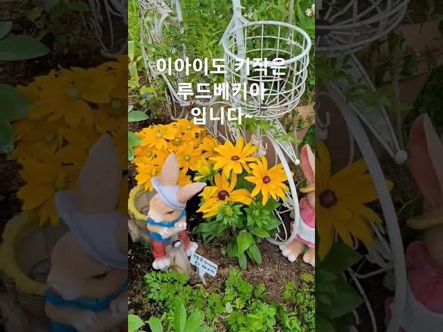 타샤의정원251#산림청이뽑은아름다운정원선정#경기도타샤튜더의정원#가평현리초대형정원카페