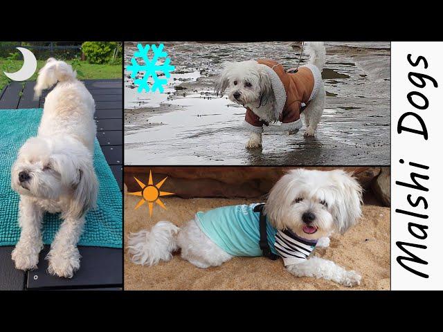 Malshi Dogs Coat Seasonal Care: Summer, Winter & Night - Wookidog Maltese Shih Tzu 4K Dog Video