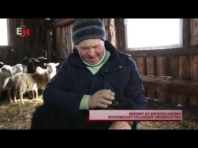 ФЕРМЕР ИЗ ВЕРХНЕПАШИНО ВОЗРОЖДАЕТ ТРАДИЦИИ ОВЦЕВОДСТВА