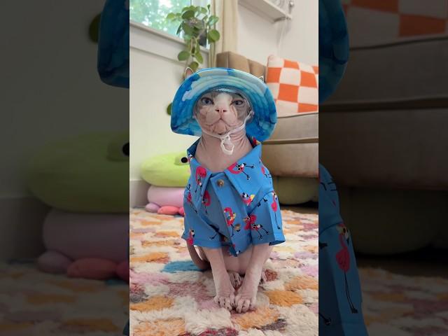 Marshall’s new fits from @Chewy #chewypartner #shorts #pets #cats #sphynx