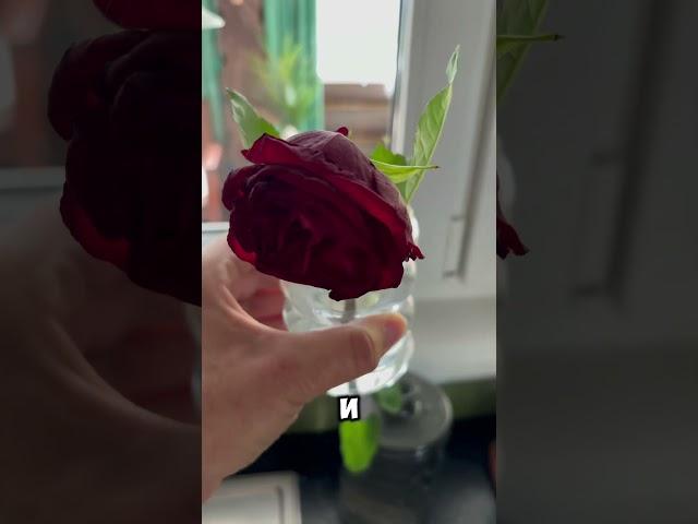 Роза против кошек #vlog #shorts #деньвдеревне #cat #rose