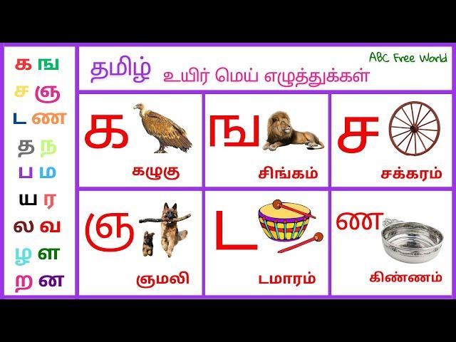 தமிழ் | உயிர் மெய் எழுத்துக்கள் | க ங ச ஞ ட ண த ந ப ம ய ர ல வ ழ ள ற ன | ABC Free World Channel