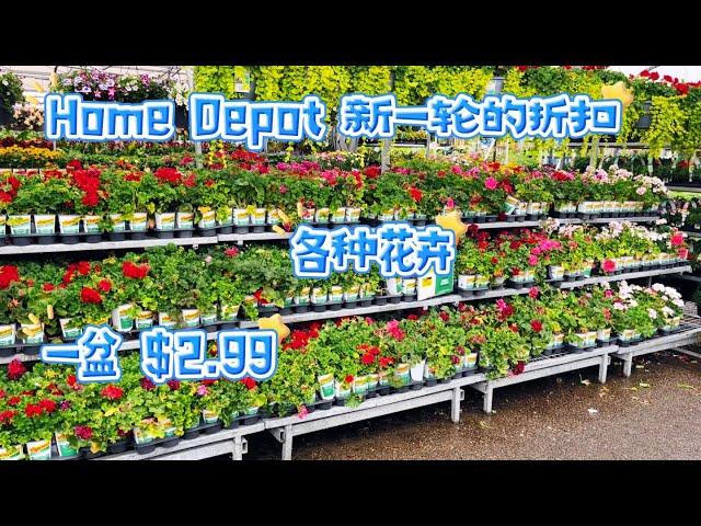 Home Depot 大量花卉开始打折了，有几个性价比还是很高的。【莎拉养花】