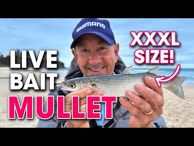 I'm Fishing with GIANT Live Mullet for Bait off the Beach!