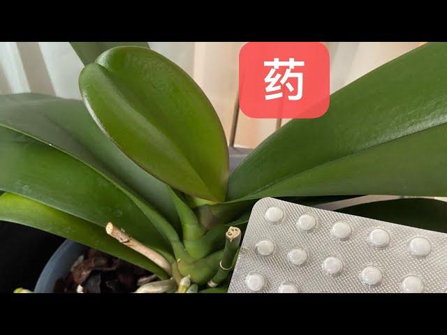 【21212】各种兰花烂根，黑腐，黄叶，等生病状况，不用愁，看看我使用什么药，药品汇总// 静姐说花753