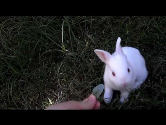 A 2 1/2 Week-Old Bunny