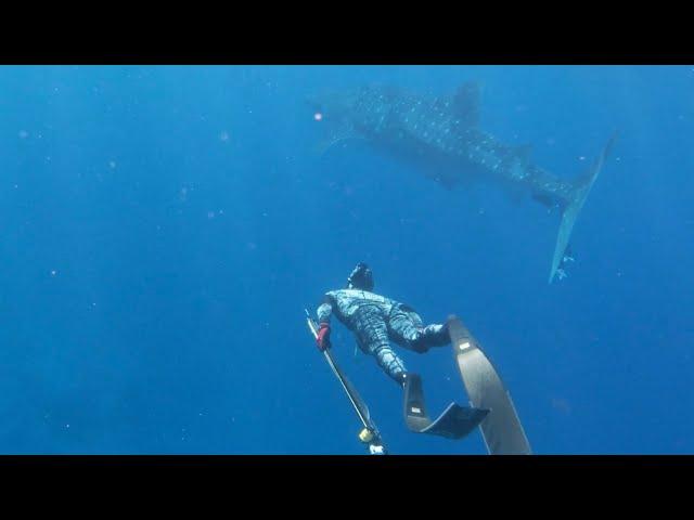 Hawaii Spearfishing Goats and a Whale Shark