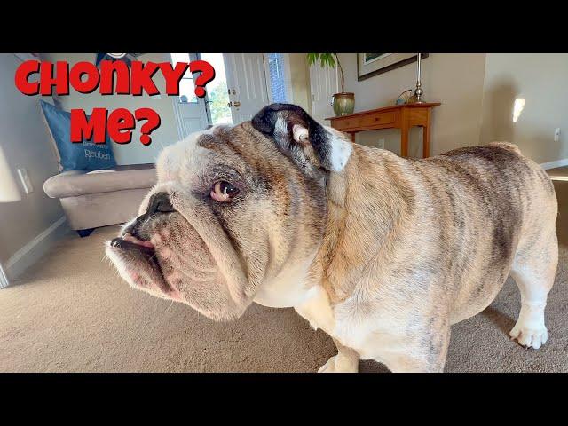 Reuben the Bulldog: The Goodest Boy
