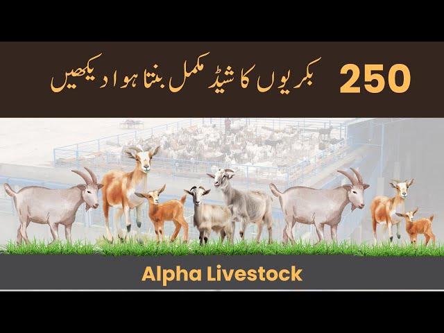 Goat Shed Making Tour | Alpha Livestock