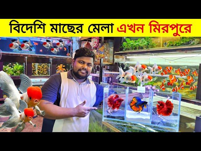 Aquarium Price In Bangladesh Aquarium Fish Price In BD  Aquarium Fish Price In Mirpur 2024