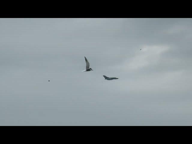 2 Kampfflugzeuge fliegen über der Kieler Förde am 21.6.2024