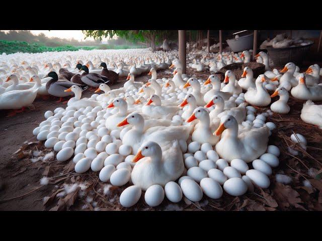 Life Cycle Of Duck From Hatching To Laying Eggs