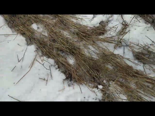 No-Till. Уборка гірчиці 2022.