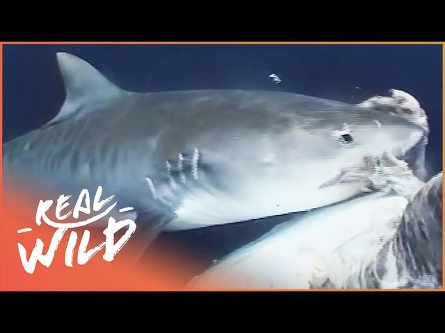 Tiger Shark: The Thug Of The Sea (Wildlife Documentary) | Real Wild