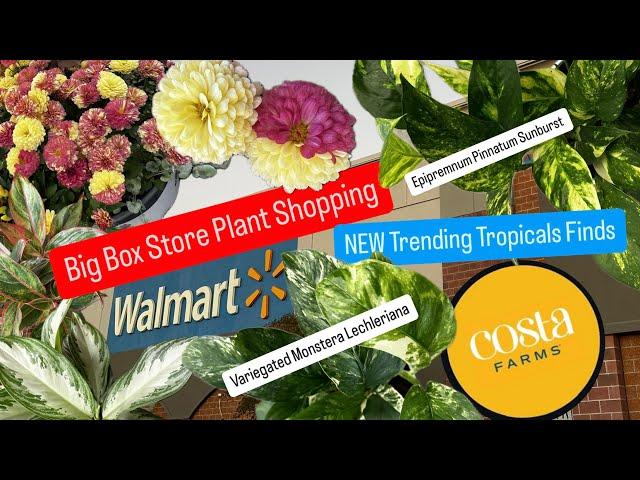 Big Box Store Plant Shopping Costa Farms Releases New Trending Tropicals Plants Finding Them Walmart