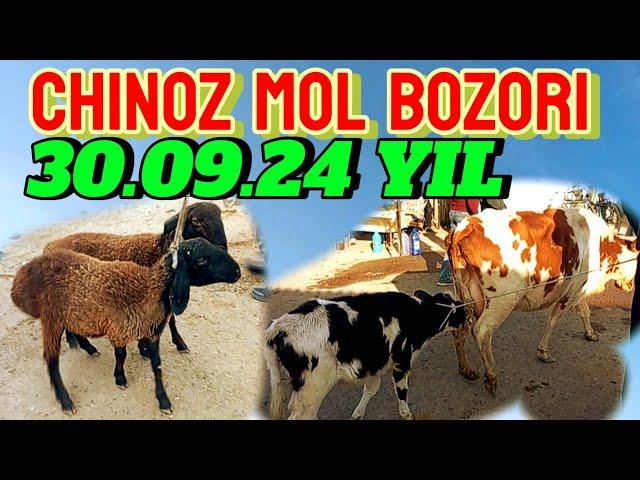 CHINOZ MOL BOZORIDAGI BUGUNGI NARXLAR 