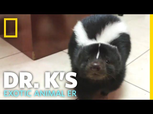 A Pet Skunk Gets a Check-up | Dr. K's Exotic Animal ER