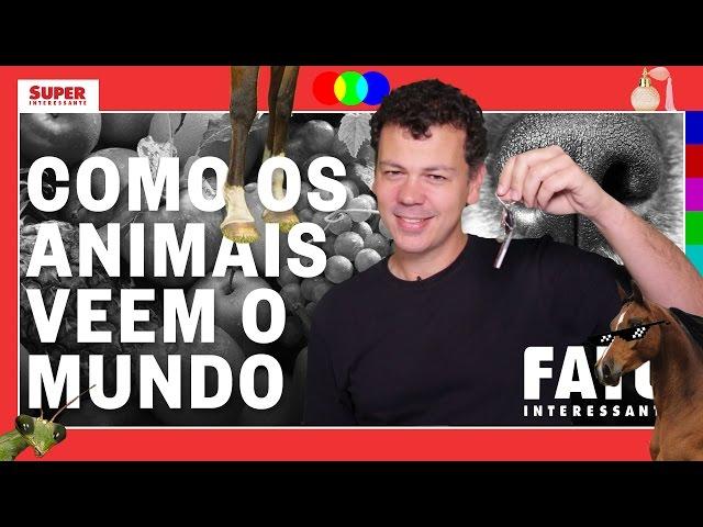 Como os animais veem o mundo - Fato Interessante #15