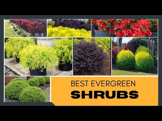 Best Evergreen Shrubs for Home Garden | Foundation Plants | Garden Shrubs | Shrubs for Landscaping