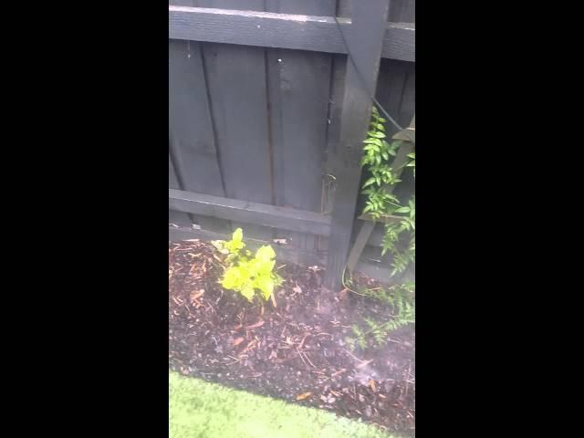 Mark and Eli Dunlevie's Backyard Sprinkler System