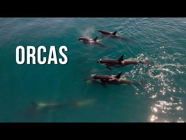 Orcas. Kamchatka peninsula