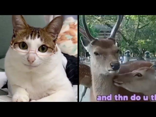 Best Animal Voiceover Compilation Ep. 4