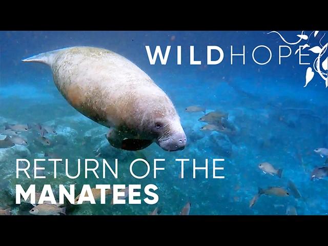 Manatees finally return to these restored Florida rivers | WILD HOPE