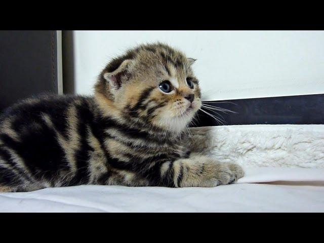 Sorry, Mom, I'm Late For Dinner |  Cute Kittens and Cat Meowing