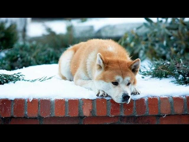 The story of Hachiko - loyalty and faithfulness that became a legend / Animal World