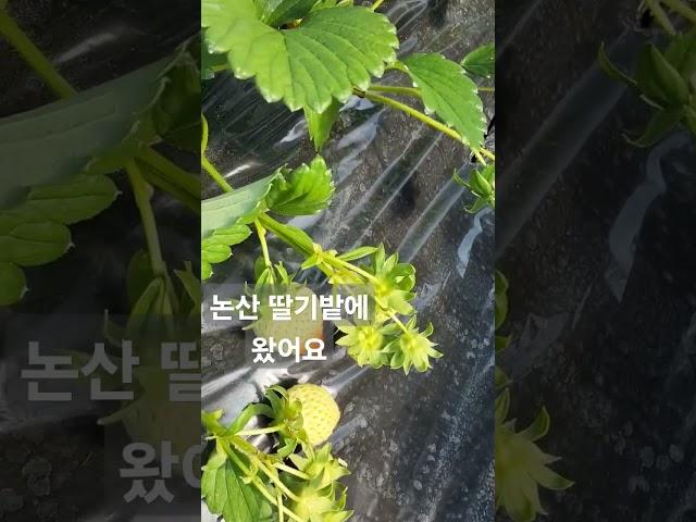 논산 딸기밭에 왔어요/#설향/엄청 달아요/견학/선재작은농장tv