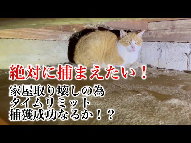 約2年費やし捕獲器に入らない外猫を保護しました