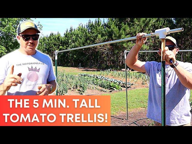 Build This Tall Tomato Trellis in Just 5 Minutes!