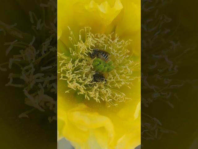 bees in cactus flowers