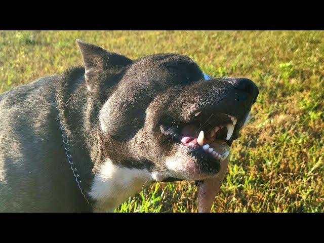 Hachi the Pitsky eating breakfast and brushing teeth at the same time! 