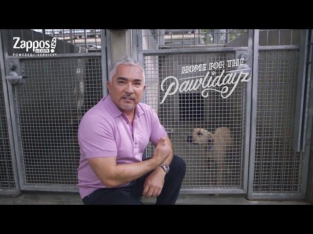 Cesar Millan: How to Pick the Best Shelter Pet for You | Zappos.com