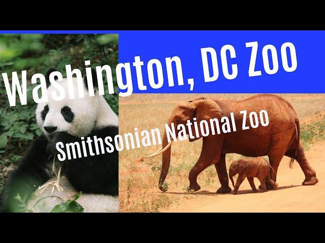 Smithsonian zoo Washington DC.