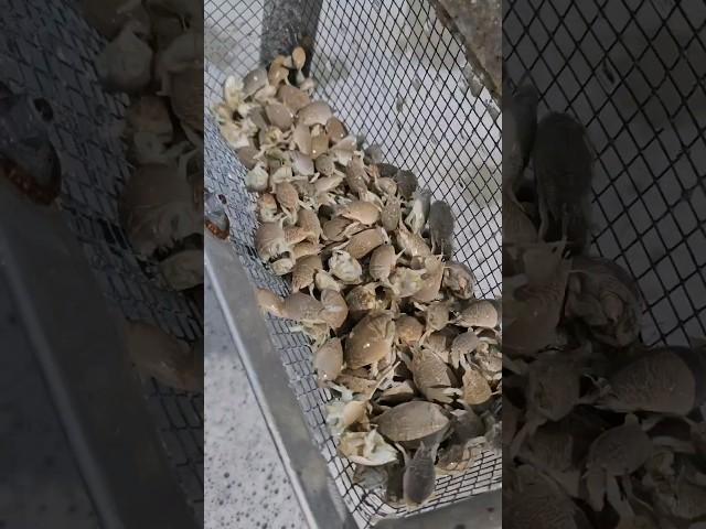 Catching sand fleas for bait