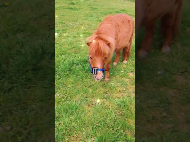 Cute shetland pony